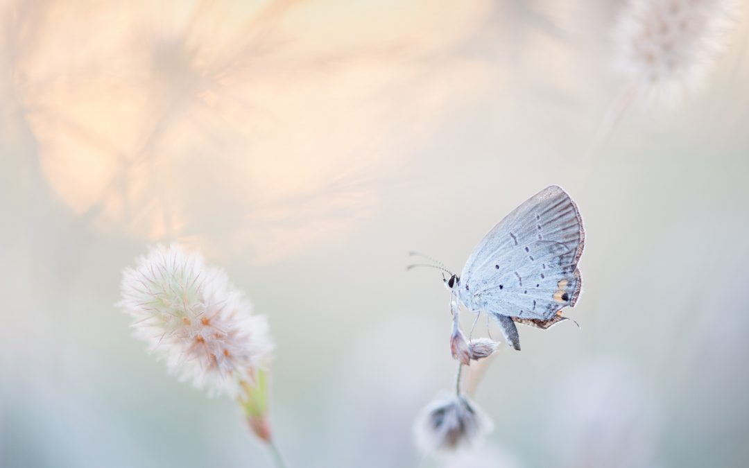 The meaning of meanings.